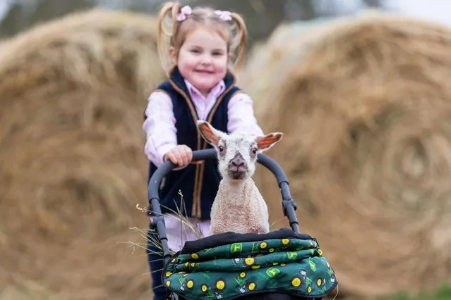 3-year-old Myla Mills plays with a two day old lamb in a toy pram in her family's farmyard in Arley, Worcestershire, United Kingdom on January 28, 2023. Early lambs are produced when the ram is free to tup the ewes over winter. (Photo by Peter Lopeman/Alamy Live News)