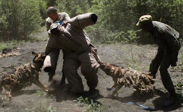 In this photo taken Wednesday, November 26, 2014 dogs attack a “poacher” in a simulation exercise showing training at an academy run by the Paramount Group, near Rustenburg, South Africa. (Photo by Denis Farrell/AP Photo)
