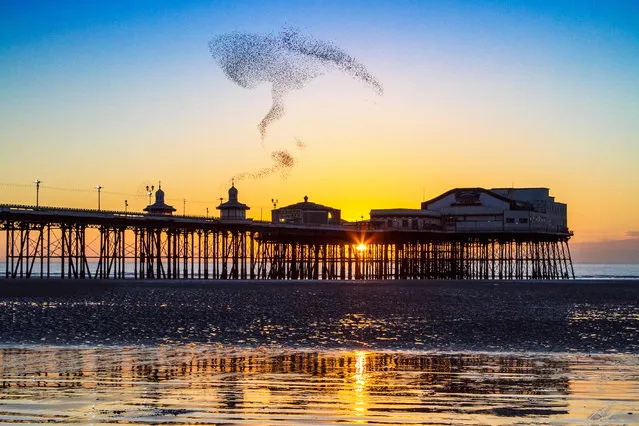 An amazing acrobatic display by the tens of thousands of Starlings looking to roost for the evening under the iron stanchions of Blackpool’s famous north pier. (Photo by EnVogue Photo/Alamy Live News)