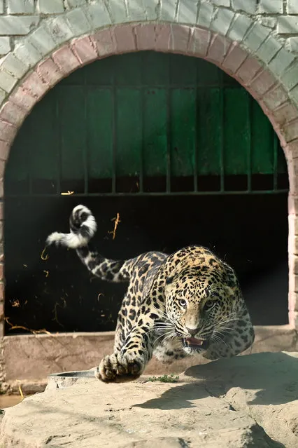 A pet leopard captured from a residential area, reacts inside a cage in a former zoo in Islamabad on February 17, 2023. A pet leopard escaped from a house in the Pakistani capital and roamed the streets for hours before being shot with a sedation dart, wildlife officials said on February 17. (Photo by Aamir Qureshi/AFP Phoot)