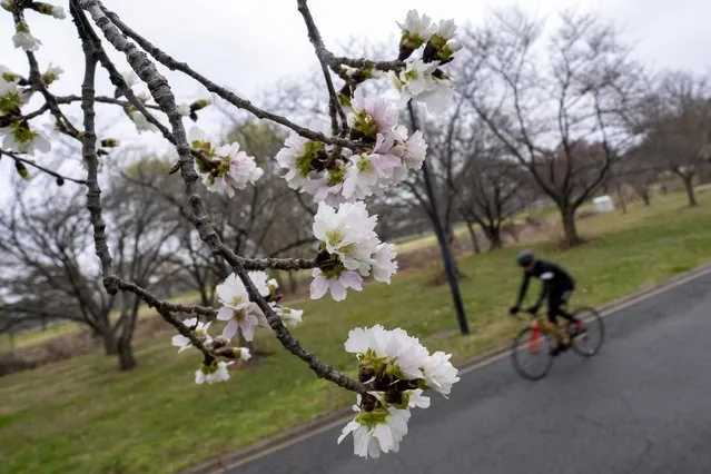 Cherry blossoms are visible along Hains Point in Washington, Monday, February 27, 2023. (Photo by Andrew Harnik/AP Photo)