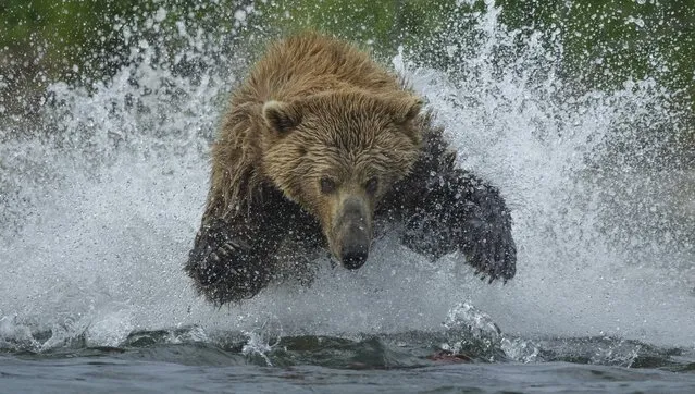 “A Grizzly bear runs through a river trying to catch a fish in the Katmai National Park located in Alaska. Bear (Ursus arctos) are hungry after a long winter of hibernation in the Sub Arctic”. (Photo by Art Wolfe/Art Wolfe Stock)