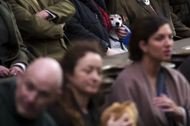 A dog is seen among faithfuls during a religious service ahead of a blessing ceremony for animals at the Basilica of St Peter and Paul in Saint-Hubert, Belgium November 3, 2015. (Photo by Yves Herman/Reuters)