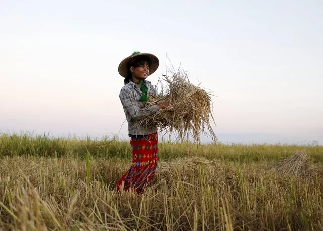A woman collects harvest on a field in Kanyuntkwin, Myanmar, November 4, 2015. (Photo by Olivia Harris/Reuters)