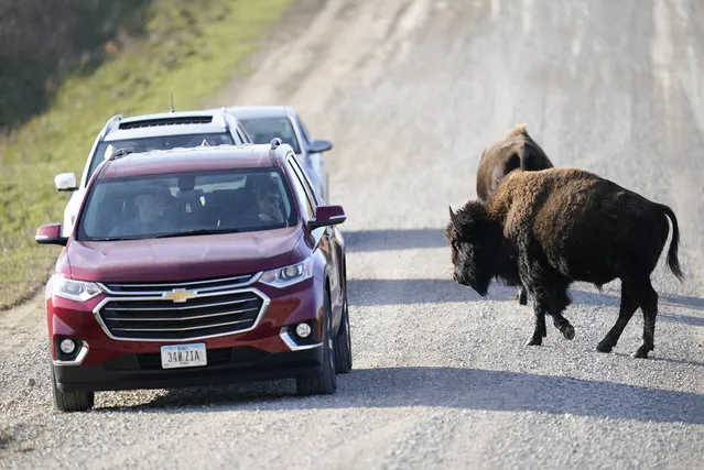 A bison crosses a road between cars at the The Neal Smith National Wildlife Refuge, Thursday, Nov. 19, 2020, near Prairie City, Iowa. (Photo by Charlie Neibergall/AP Photo)