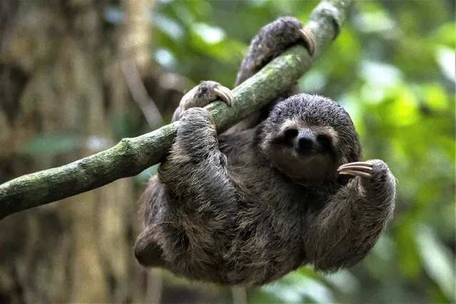 A young sloth named Gloria, that was rescued after being stolen from the wild destined for trafficking, hangs from a branch after being released in the city's Botanical Garden in Rio de Janeiro, Brazil, Monday, March 13, 2023. Gloria was cared for by the Free Life Institute NGO that rehabilitates injured wildlife found in the surrounding Rio area and returns them, when possible, back to the wild. Those that are too injured to be released are sent to other rehab centers or sanctuaries to live out their lives in protected environments. (Photo by Bruna Prado/AP Photo)