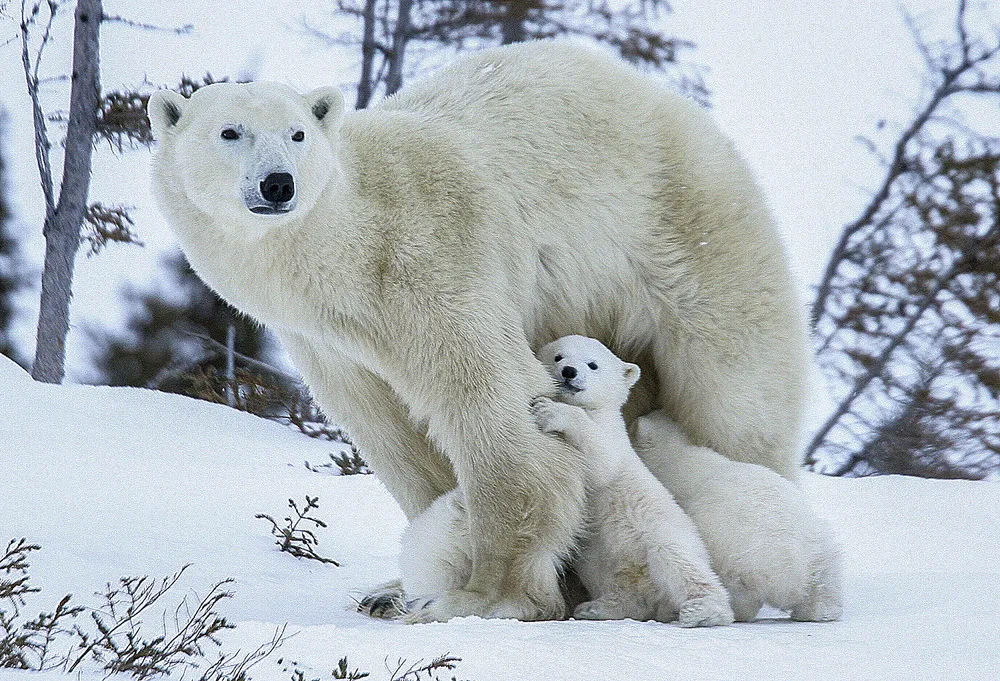 David Jenkins Polar Bear Pics