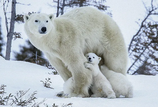A Polar bear with its cub. (Photo by David Jenkins/Caters News)