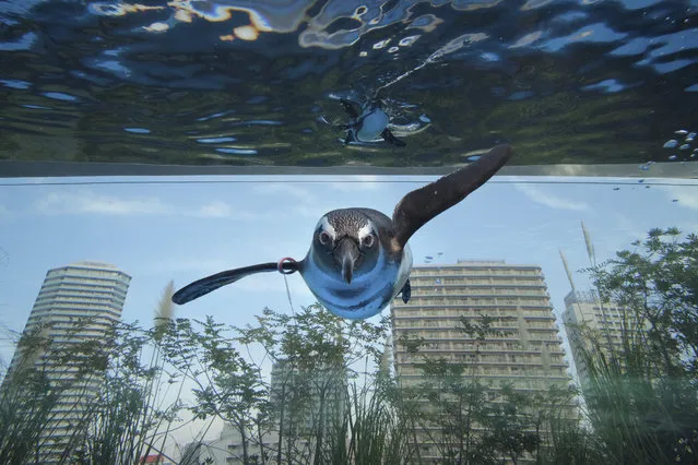 An African penguin swims in a large overhanging water tank called “Penguin in the sky” at Sunshine Aquarium in Tokyo on December 11, 2020. (Photo by Kazuhiro Nogi/AFP Photo)