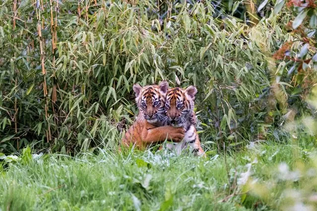 Two critically endangered female Sumatran tiger cubs Alif and Raya are pictured as they emerge from their den for the very first time, at Chester Zoo, Cheshire, Britain in this recent handout image obtained by Reuters on April 4, 2023. (Photo by Chester Zoo/Handout via Reuters)