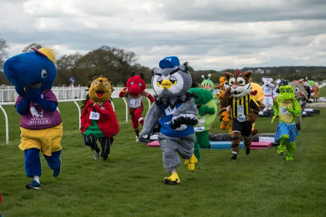 Runners dressed as mascots for various sports clubs, businesses and charities take part in the 13th annual Mascot Gold Cup at Wetherby Racecourse near Wetherby, northern England on April 29, 2018. The race, during which members of the public place bets on the winner, takes place over the racecourse's final furlong (approximately 200 metres) and features five small fences. (Photo by Oli Scarff/AFP Photo)