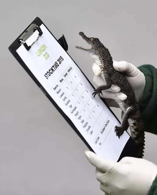 A keeper poses with a young Philippine crocodile at London Zoo in London, January 5, 2015. (Photo by Toby Melville/Reuters)