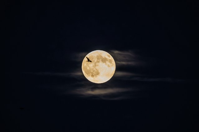 A bird flies in front of a full moon, known as Beaver Moon, over the city of Lyon, on November 5, 2025. (Photo by Jeff Pachoud/AFP Photo)