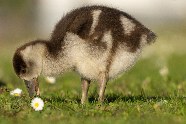 A gosling on the banks of the river Main in Frankfurt, Germany in the first decade of November 2025. (Photo by Zuma Press/Alamy Live News)