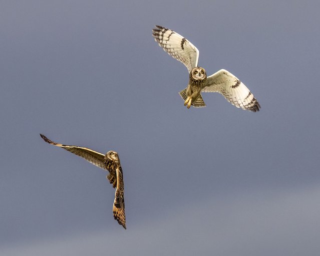 Short-eared owls clash mid-air over hunting territory in the Surrey Hills, UK in the second decade of November 2025. (Photo by Jon Hawkins/Two Point O Media)