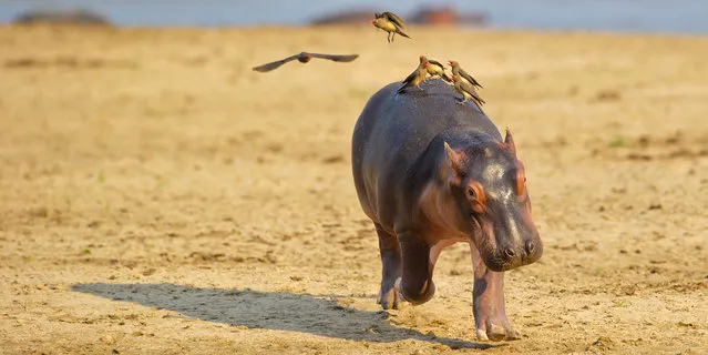 This is the hilarious moment a terrified baby hippo ran screaming for its mum when a flock of bird landed on its back in South Luangwa National Park in Zambia. The hippo was seen screaming, running and twisting from side to side in a desperate bid to shake off the red and yellow ox-pecker birds. (Photo by Marc Mol/Caters News/SIPA Press)
