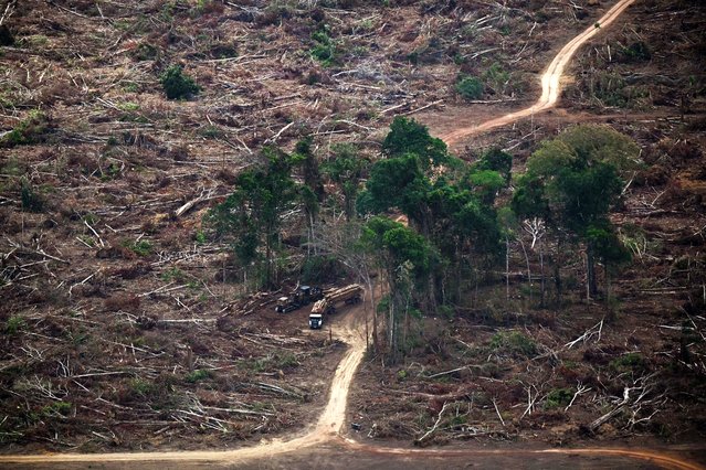 This aerial view shows trucks carrying wood from a deforested area in the Amazon rainforest, in the surroundings of Belem, Para State, Brazil, on November 12, 2025, during the COP30 UN Climate Change Conference. (Photo by Mauro Pimentel/AFP Photo)