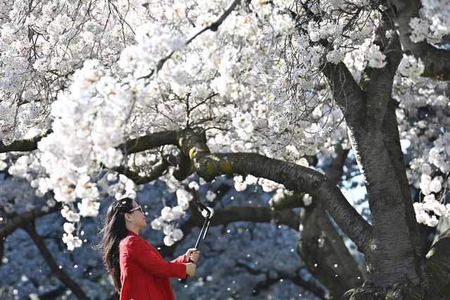A visitor takes pictures among the cherry blossom trees on an early spring morning around University of Canterbury in Christchurch in New Zealand, on September 7, 2024. (Photo by Sanka Vidanagama/AFP Photo)