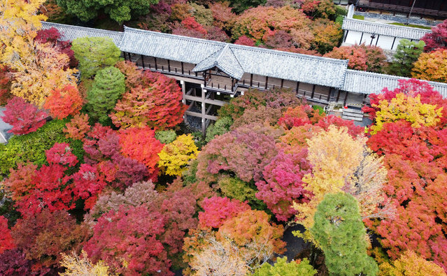 This aerial image shows autumn leaves at their peak as they surround Tsutenkyo Bridge amongst the grounds of Tofukuji Temple, in the city of Kyoto on November 27, 2024. (Photo by JIJI Press via AFP Photo)