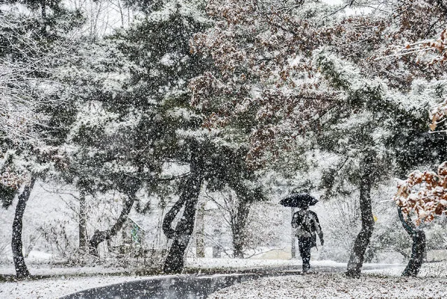 A pedestrian walks a wooded path between Fenton street and train tracks as a winter storm begins on January, 21, 2015 in Silver Spring, MD. (Photo by Bill O'Leary/The Washington Post)