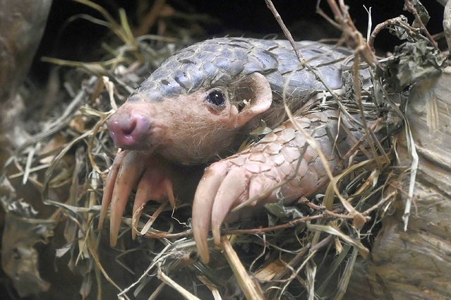 A Formosan pangolin is seen at the Taipei Zoo in Taipei on February 24, 2021. (Photo by Sam Yeh/AFP Photo)