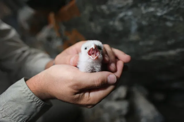 Kurt Burnham, President and CEO, High Arctic Institute, holds a Peregrine Falcon chick as he studies the possible effects climate change has on bird populations in Kangerlussuaq, Greenland, on July 10, 2013. (Photo by Joe Raedle/Getty Images via The Atlantic)