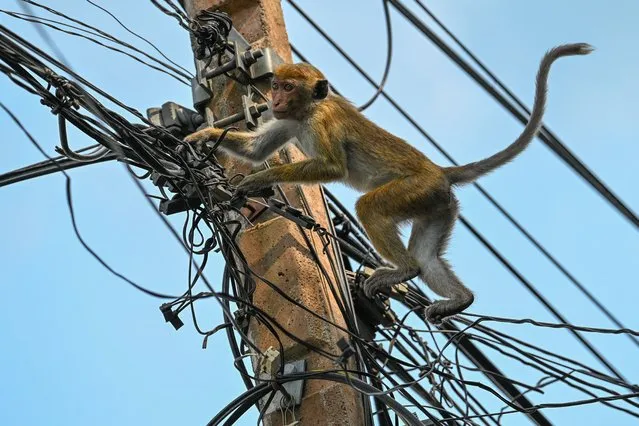 A monkey plays on overhead electric power cables in a street in the north-central town of Anuradhapura on May 18, 2023. (Photo by Ishara S. Kodikara/AFP Photo)