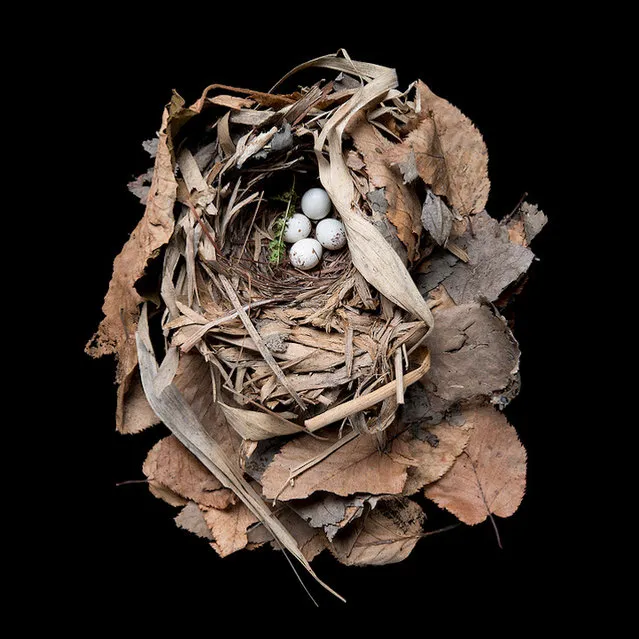 Bird Nest By Sharon Beals Part2