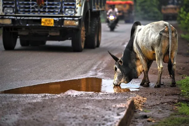 A bull drinks water as trucks transport chromium ore near a mine on a road at Kaliapani village in Jajpur district, Odisha, India on Thursday, July 6, 2023. Kaliapani is impoverished, has barely any access to clean water and residents claim their chronic overexposure to chromium has caused lasting health problems. (Photo by Anupam Nath/AP Photo)