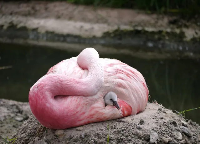 An Andean flamingo swaddles a surrogate Chilean flamingo chick, supplanted to replace its own infertile egg, in Slimbridge, England, in this undated photo. The British conservation charity Wildfowl & Wetlands Trust says record-breaking high temperatures encouraged a rare flock of Andean flamingos to lay eggs for the first time since 2003, but their eggs were infertile so the WWT gave them eggs from their near relatives, Chilean flamingos, to look after and satisfy their nurturing instincts. (Photo by Wildfowl & Wetlands Trust via AP Photo)