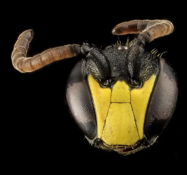 Hylaeus modestus, M, Face, VA. (Photo and caption by Sam Droege/USGS Bee Inventory and Monitoring Lab)