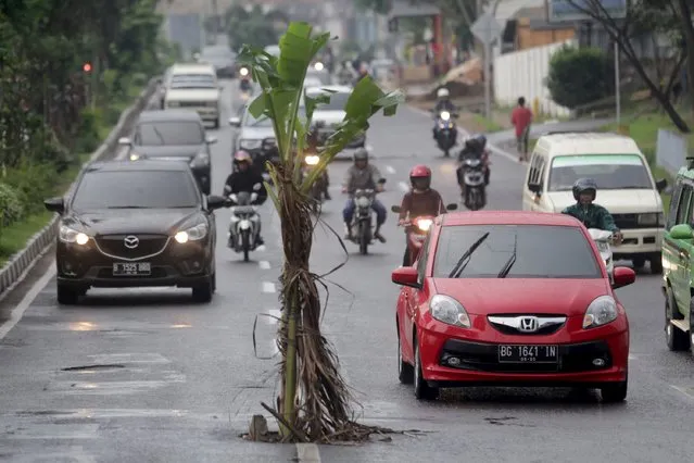 Vehicles move past a banana tree in the midst of Kolonel H Barlian street in Palembang, Indonesia South Sumatra province, January 11, 2016, in this photo taken by Antara Foto. The tree was placed by a resident to cover a hole that had been causing accidents, local media reported. (Photo by Nova Wahyudi/Reuters/Antara Foto)