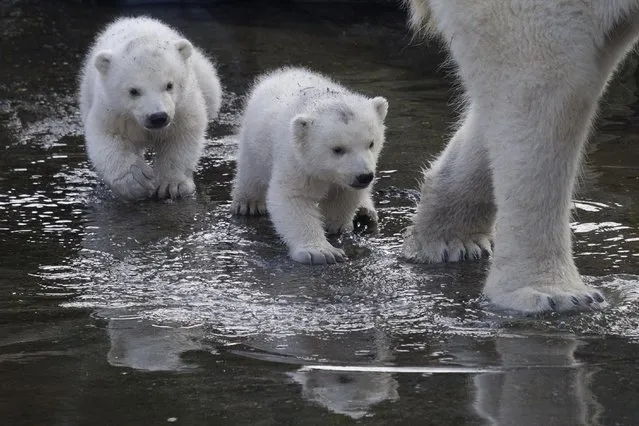 Two polar bear cubs follow their mother as they venture outside their enclosures for the first time since they were born at Ouwehands Zoo in Rhenen, Netherlands, Thursday, February 19, 2015. (Photo by Peter Dejong/AP Photo)