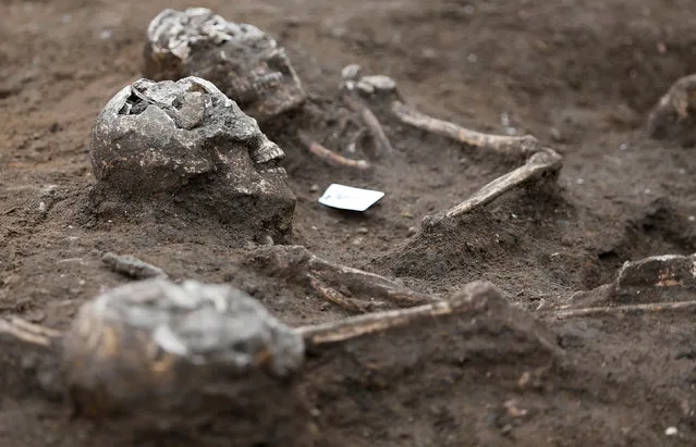 Partial skeleton remains of skulls and bones, are seen at an ancient burial area that was excavated at a building site in Bordeaux, France, December 6, 2016. (Photo by Regis Duvignau/Reuters)