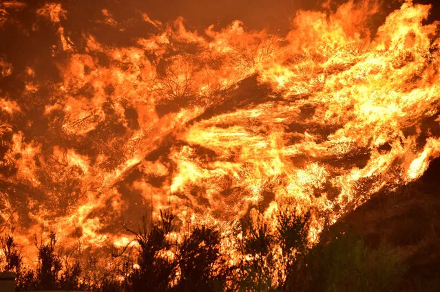 Flames scorch a hillside at the Holy Fire in Lake Elsinore, California, southeast of Los Angeles, on August 9, 2018. A man suspected of intentionally starting the Holy Fire on August 6 in the nearby Cleveland National Forest was charged August 9 with multiple felony counts involving arson. (Photo by Robyn Beck/AFP Photo)