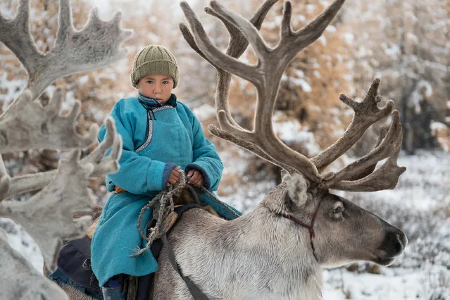 Bayardalai, nicknamed Jijee, rides his reindeer in the snowy forest in Altai Mountains, Mongolia, September 2016. (Photo by Joel Santos/Barcroft Images)