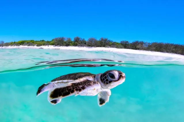 A baby turtle's perilous first moments are captured as it takes to the sea for the first time on Heron Island in Queensland, Australia in July 2022. Predators such as sharks, birds, and pollution mean that approximately only one out of every 1000 turtles that hatch make it to adulthood, with some not even reaching open ocean. Amateur photographer (Photo by Hannah Mitchell/Solent News & Photo Agency)