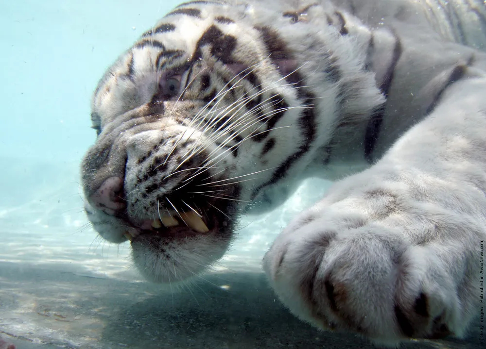 Rare White Tiger Swims For His Supper