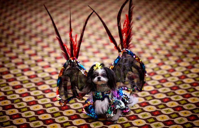 A dog, dressed up for a show, sits backstage at the 16th annual New York Pet Fashion Show on February 7, 2019 in New York City. (Photo by Johannes Eisele/AFP Photo)