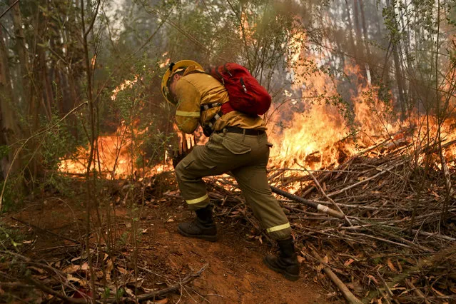 A firefighter digs a trench in an effort to stop the advancement of a wildfire in the Florida community of Concepcion, Chile, Friday, January 27, 2017. (Photo by Esteban Felix/AP Photo)