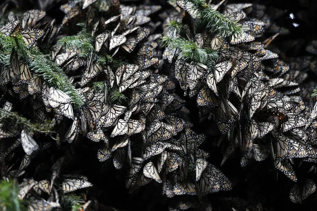 Monarch butterflies cluster on tree branches in the Amanalco de Becerra sanctuary, on the mountains near the extinct Nevado de Toluca volcano, in Mexico, Thursday, February 14, 2019. For years park rangers and conservationists working around Mexico’s Nevado de Toluca volcano chased rumors of a monarch butterfly colony that wintered high in a forest of oyamel firs in some corner of the 132,000-acre national reserve. (Photo by Marco Ugarte/AP Photo)