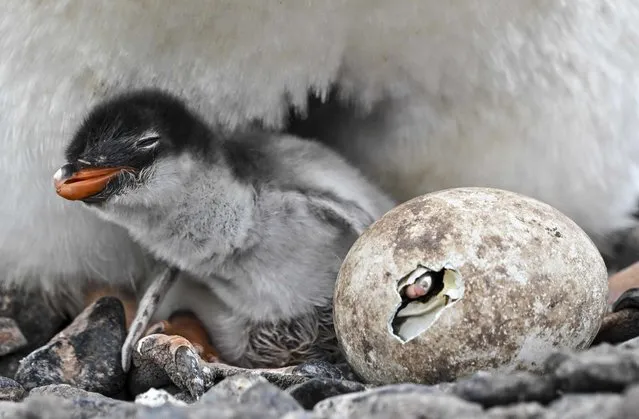 A gentoo (Pygoscelis papua) penguin protects its newly-hatched chick and an egg that is yet to hatch at Paraiso Island in the Gerlache Strait, which separates the Palmer Archipelago from the Antarctic Peninsula, on January 20, 2024. Scientists and researchers from various countries are collaborating on projects during the X Antarctic Expedition aboard the Colombian research vessel “ARC Simon Bolivar”, designed exclusively to develop scientific projects. These initiatives involve analyzing the current condition of the Antarctic sea, studying atmospheric pressure, and monitoring the species inhabiting this region of the planet. (Photo by Juan Barreto/AFP Photo)