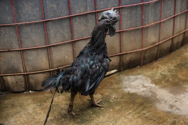 A rooster bred for its all black appearance walks through the yard of a small backyard farm on February 3, 2017 on the outskirts of Jakarta, Indonesia. The roosters, called Ayam Cemani, are completely black including their bones and meat and are often sold for use in rituals. (Photo by Ed Wray/Getty Images)