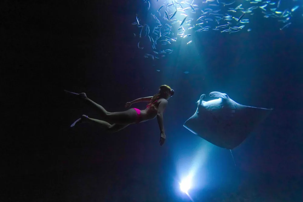 An Adventurer Swims with Manta Ray