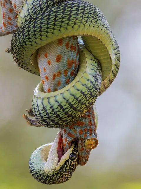 Shortlisted; Bite for survival. Bangkok, Thailand. The tokay gecko bites back despite being held in the coils of the golden tree snake. (Photo by Wei Fu/Royal Society of Biology Photography Competition)