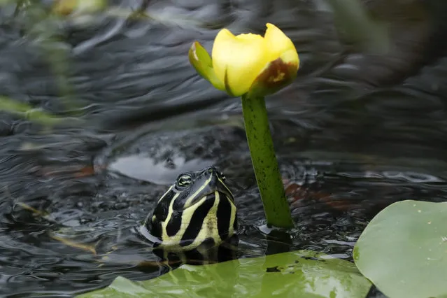 In this Friday, October 18, 2019 photo, a Florida red-bellied turtle moves in to eat the flower of a lily pad in Everglades National Park, near Flamingo, Fla. (Photo by Robert F. Bukaty/AP Photo)