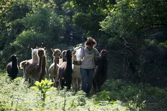 Lisa Vella-Gatt, 46, walks with her alpacas by a valley near Benfeita, Portugal May 11, 2015. (Photo by Rafael Marchante/Reuters)