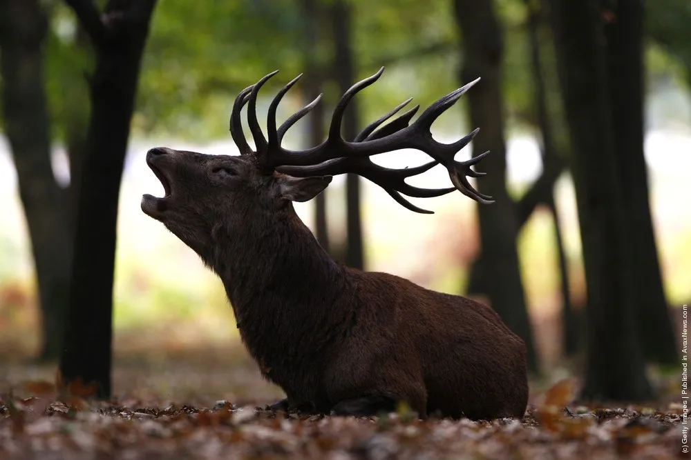 Autumn Deer Rut In Richmond Park