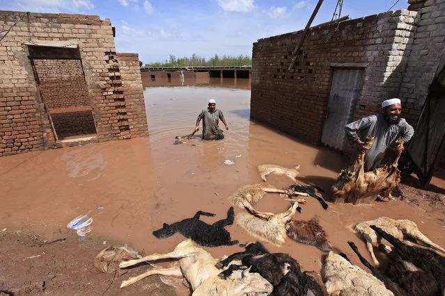 People collect corps of dead sheep from their flooded farm house, on the outskirts of Peshawar, the provincial capital of Khyber-Pakhtunkhwa province, Pakistan, 04 April 2016. At least 53 people were killed in floods triggered by torrential rains in Pakistan's Khyber-Pakhtunkhwa province and Gilgit-Baltistan. (Photo by Bilawal Arbab/EPA)