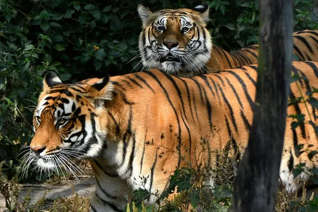 Royal Bengal tigers rest in their enclosure at the central zoo in Lalitpur, on the outskirts of Kathmandu, on December 6, 2021. Nepal started counting endangered Royal Bengal tigers in its vast forested southern plains, officials said, as conservationists help the big cats claw their way back from extinction. (Photo by Prakash Mathema/AFP Photo)